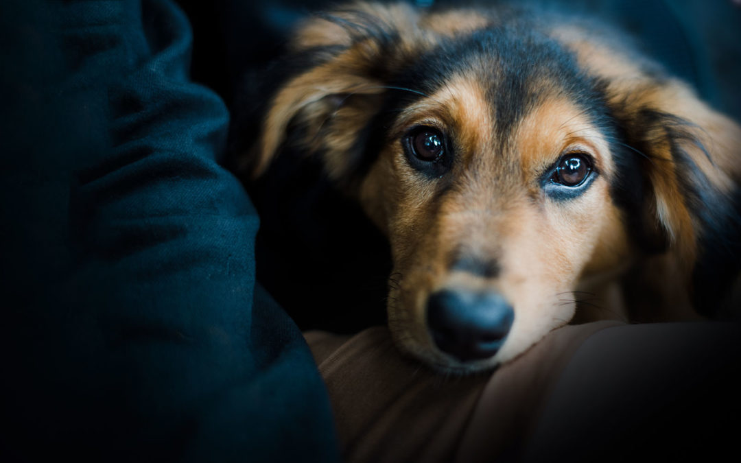 Refuge pour animaux Contact